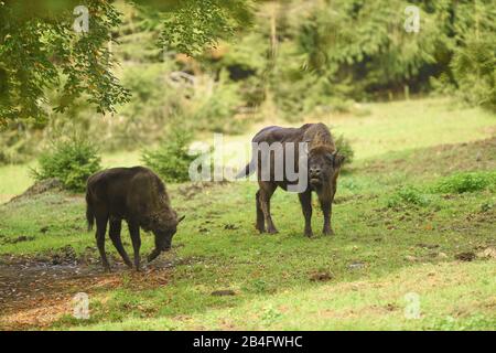 Bison, bonatus de bison, prairie, debout, forêt bavaroise, latéral Banque D'Images