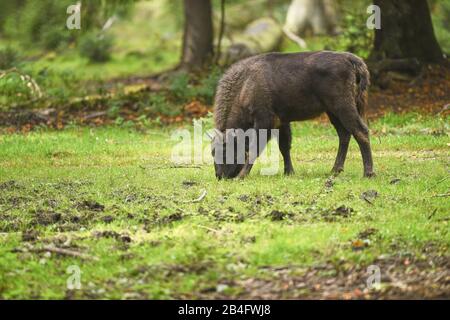 Bison, bonatus de bison, prairie, debout, forêt bavaroise, latéral Banque D'Images