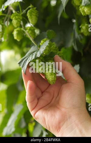 usine de houblon, gros plan Banque D'Images