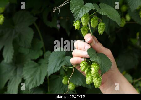 usine de houblon, gros plan Banque D'Images