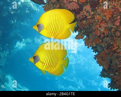 Masken-Falterfische (Chaetodon Semilarvatus), Îles Brother, Rotes Meer, Aegypten / Ägypten Banque D'Images