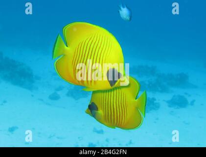 Masken-Falterfische (Chaetodon Semilarvatus), Îles Brother, Rotes Meer, Aegypten / Ägypten Banque D'Images