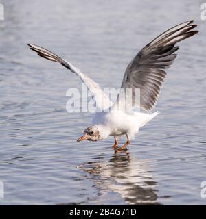 Un mouette à tête noire avec un plumage d'hiver débarquant à la surface d'un lac à Bushy Park, dans l'ouest de Londres Banque D'Images