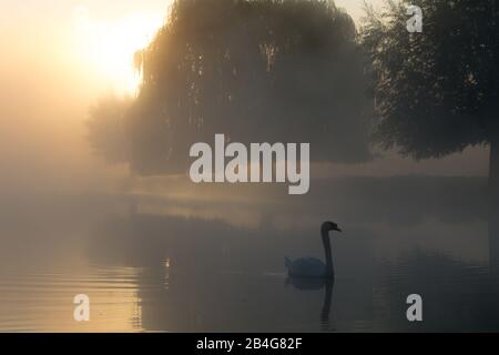 Un cygne glisse sans effort à travers le sombre brouillard matinal sur un lac à Bushy Park, dans l'ouest de Londres Banque D'Images