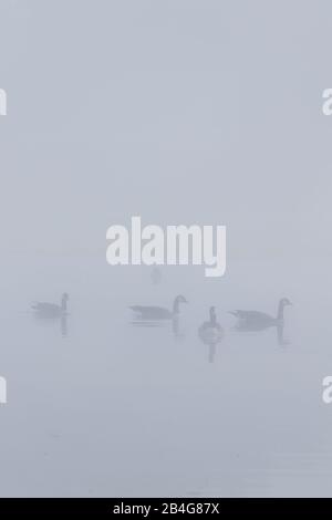 Quatre Bernaches du Canada sur un lac, dans un très misty Bushy Park, ouest de Londres Banque D'Images