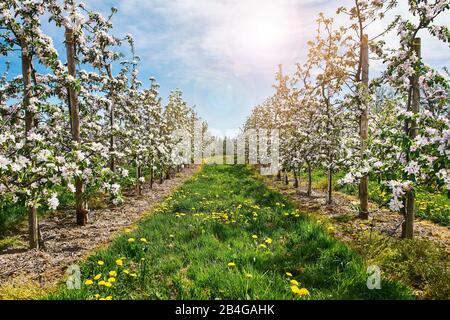 Allemagne, Basse-Saxe, Altes Land, porc, fleurs de fruits, pommiers fleuris d'un verger dans le dos Banque D'Images