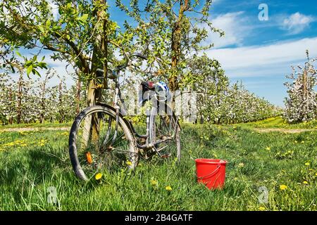 Allemagne, Basse-Saxe, Altes Land, porc, fleur de fruits, vieux vélo dans verger, seau rouge Banque D'Images