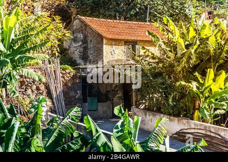 Europe, Portugal, archipel, Atlantique, Madère, paysan kate à Funchal Banque D'Images