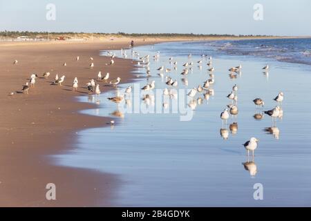 Des troupeaux de mouettes marchent le long de la plage. Sur la rive portugaise. Banque D'Images