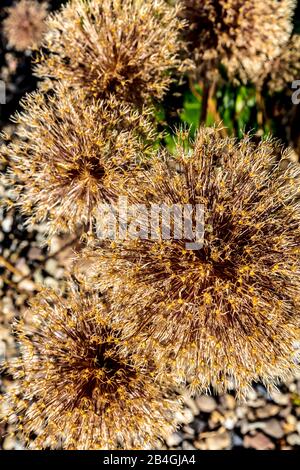 Botany, plante, fleurs, séché, Wolfenbüttel, Basse-Saxe, Allemagne, Europe Banque D'Images