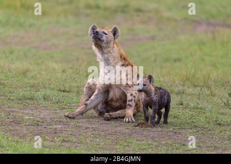 L'hyène tachetée, Crocuta crocuta, mère avec cub, Masai Mara National Reserve, Kenya, Africa Banque D'Images