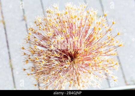 Botany, plante, fleurs, séché, Wolfenbüttel, Basse-Saxe, Allemagne, Europe Banque D'Images