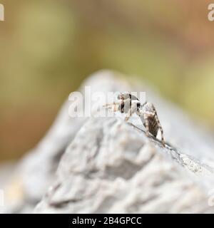 Saltycid (Salticidae), souvent appelé araignée de saut, mouches de saut ou de chasse, hurlant sur un rocher éclairé par le soleil Banque D'Images