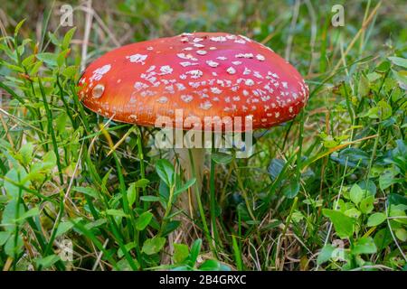 Agaric toxique de mouche dans la forêt Banque D'Images