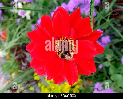 Aster rouge, vue rapprochée Banque D'Images