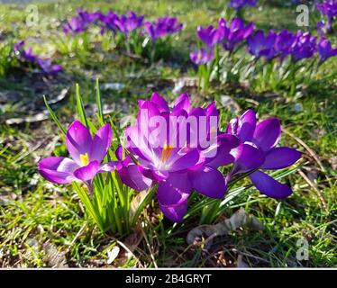 Crocus dans le pré Banque D'Images
