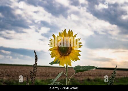 Tournesol, Helianthus Annuus, Famille Daisy, Asteraceae Banque D'Images