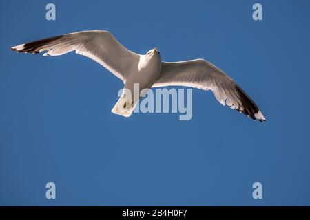 Volant de grands goélands à dos noir, Larus marinus, ailes de diffusion, ciel bleu, Bakka, Sogn og Fjordane, Norvège, Scandinavie, Europe Banque D'Images