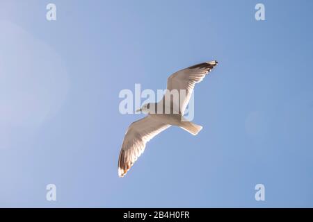 Volant de grands goélands à dos noir, Larus marinus, ailes de diffusion, ciel bleu, Bakka, Sogn og Fjordane, Norvège, Scandinavie, Europe Banque D'Images