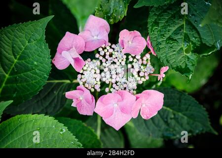 Plaque Horensie, Hyrangea Macrophylla, gros plan, rose Banque D'Images