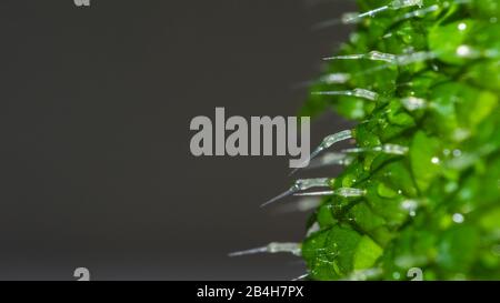 Macro extrême gros plan d'une feuille d'ortie (urtica dioica) montrant les aiguilles, espace négatif sur la gauche pour le texte ou la publicité Banque D'Images