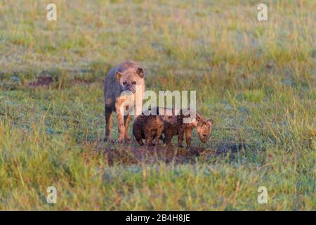 L'hyène tachetée, Crocuta crocuta, avec deux oursons, Masai Mara National Reserve, Kenya, Africa Banque D'Images