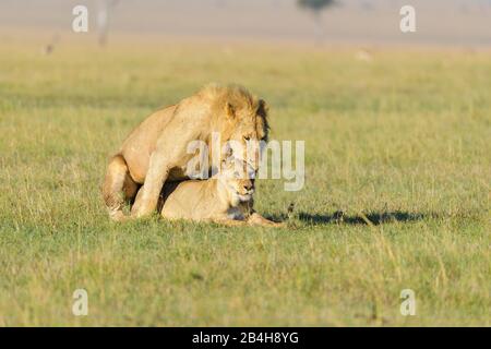 L'African Lion, Panthera leo, paire à l'accouplement, Masai Mara National Reserve, Kenya, Africa Banque D'Images