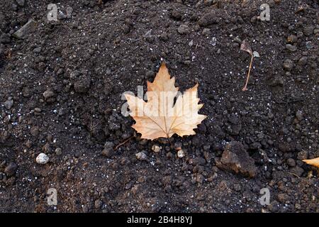 Feuilles de sycomore séchées sur le sol. Dans le coin supérieur gauche de la photo. Fumier noir sur le sol. Gros plan. Banque D'Images