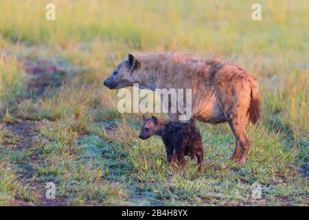 L'hyène tachetée, Crocuta crocuta, avec cub, Masai Mara National Reserve, Kenya, Africa Banque D'Images