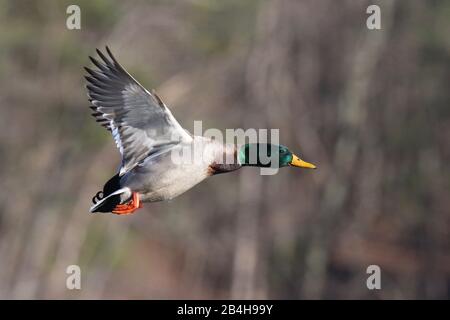 Un canard malard drake Anas platyrhynchos en vol Banque D'Images