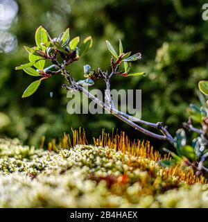 Une petite branche d'arbre et une mousse en gros plan Banque D'Images