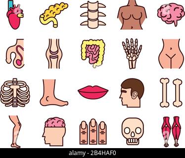 ensemble d'icônes de parties du corps et d'organes Illustration de Vecteur
