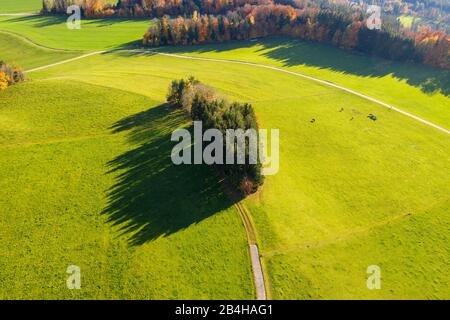 Groupe d'arbres sur les pâturages près de Peretshofen, Tölzer Land, enregistrement de drone, contreforts alpins, Haute-Bavière, Bavière, Allemagne Banque D'Images