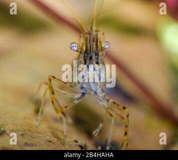 Crevettes rouges (Macrobrachium peguensis), indigènes de l'Asie du Sud-est, dans un aquarium d'eau douce Banque D'Images