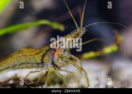 Crevettes rouges (Macrobrachium peguensis), indigènes de l'Asie du Sud-est, dans un aquarium d'eau douce Banque D'Images