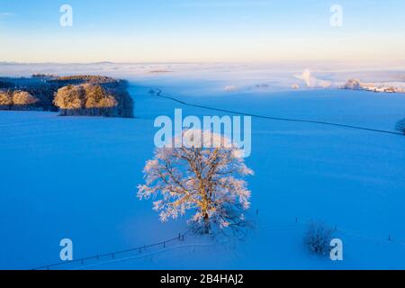Chêne en hiver au lever du soleil, Degerndorf bei Münsing, drone enregistrement, Fünfseenland, Haute-Bavière, Bavière, Allemagne Banque D'Images