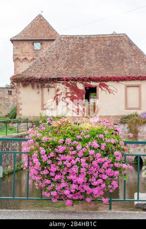 France, Alsace, Wissembourg, arrangements floraux dans le village de la Lauter. Banque D'Images