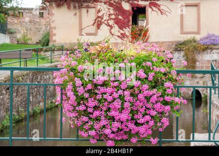 France, Alsace, Wissembourg, arrangements floraux dans le village de la Lauter. Banque D'Images