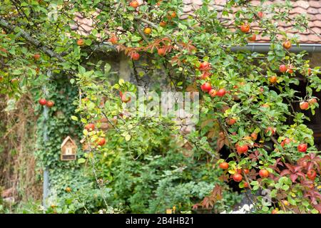 France, Alsace, Wissembourg, jardin idyllique avec pommier. Banque D'Images