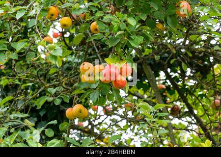 France, Alsace, Wissembourg, jardin idyllique avec pommier. Banque D'Images