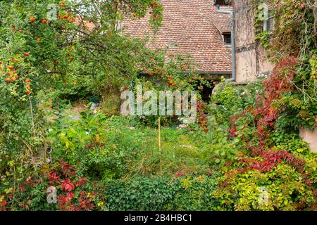 France, Alsace, Wissembourg, jardin idyllique avec pommier. Banque D'Images