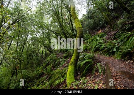 Sentier de randonnée menant à travers la forêt verdoyante et les fougères. Banque D'Images