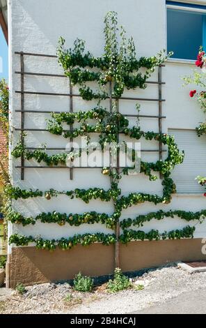 Allemagne, Bade-Wurtemberg, Schwäbisch Gmünd-Degenfeld, poires trellis arbre avec fruits sur le mur de la maison. Banque D'Images