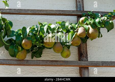 Allemagne, Bade-Wurtemberg, Schwäbisch Gmünd-Degenfeld, les poires pendent sur le trellis de poires au mur de la maison. Banque D'Images