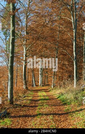 Allemagne, Bade-Wurtemberg, Burladingen, chemin forestier à travers la forêt de hêtre d'automne près de Hausen à Killertal. Banque D'Images