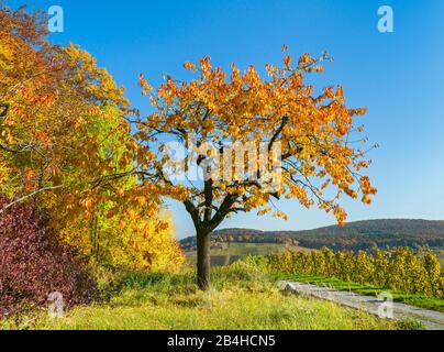 Allemagne, Bade-Wuerttemberg, Kernen im Remstal, cerisier avec feuilles d'automne colorées sur le chemin entre le bord de la forêt et le vignoble près de Stetten im Remstal. Banque D'Images