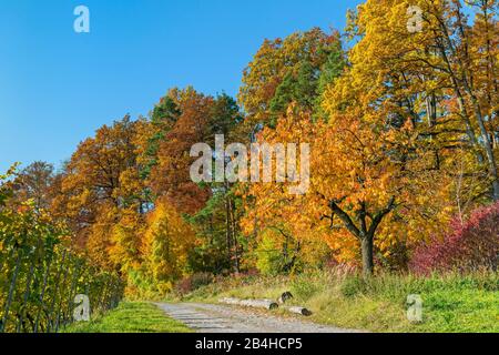 Allemagne, Bade-Wuerttemberg, Kernen im Remstal, cerisier avec feuilles d'automne colorées sur le chemin entre le bord de la forêt et le vignoble près de Stetten im Remstal. Banque D'Images