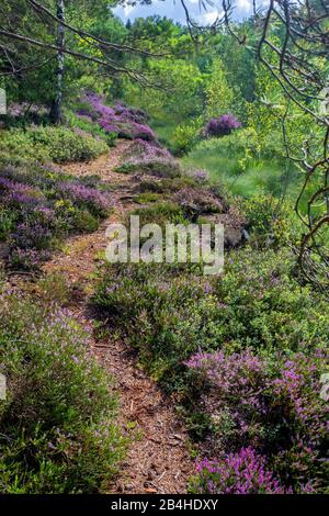 Commune Heather, Ling, Heather (Calluna vulgaris), chemin en heath, Allemagne, Bavière, Oberbayern, Haute-Bavière, Haspelmoor Banque D'Images