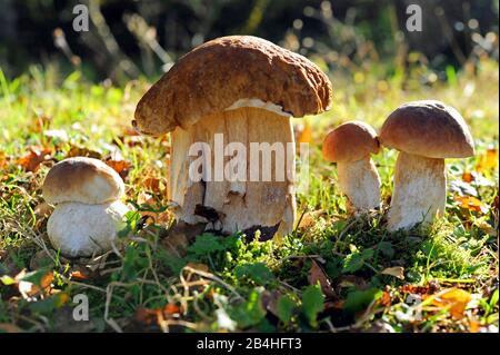 Un groupe de porcini ou de champignons véritables, Boletus edulis, se développe de juillet à octobre dans le Nadelsuderwan individuellement ou dans des groupes principalement sous le pin et l'épinette Banque D'Images