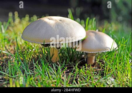 Deux champignons de brebis, aussi des moutons-Egerlinge ou Anis-Ausgerlinge, comestibles champignons, qui poussent en fin d'été sur les prés et à Waldraendert Banque D'Images